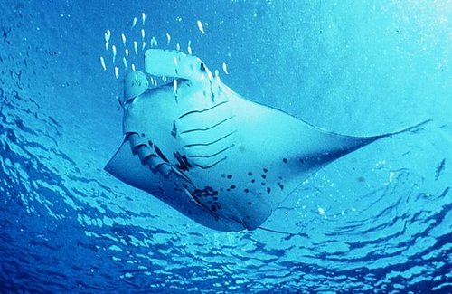 STINGRAYS